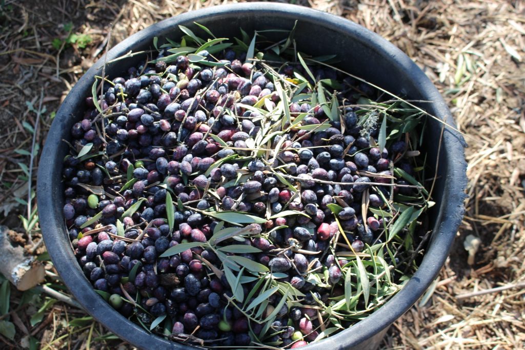 Olive Harvest 2017